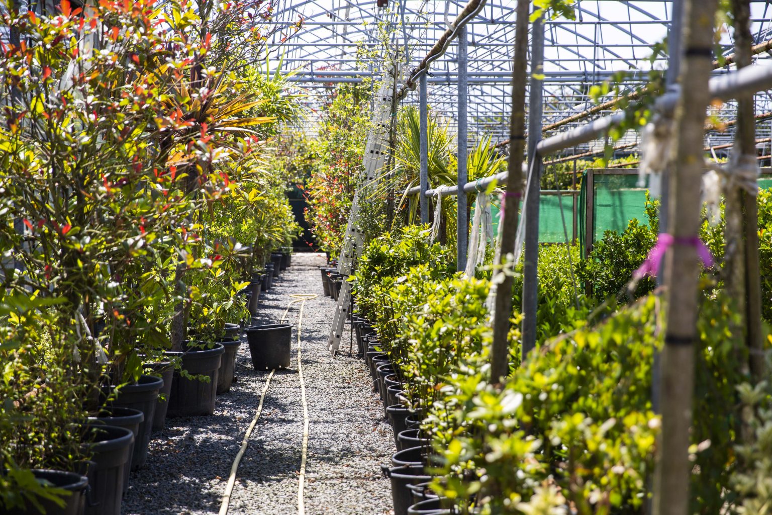 Nursery and Plants Petersfield Plant Centre and Gardening